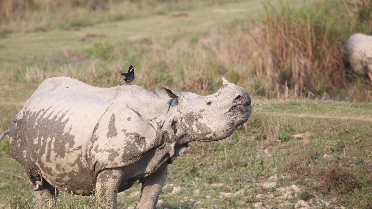 Assam officials meet to plan flood response in Kaziranga before monsoon